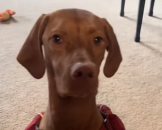 Illustration de l'article : Cette chienne ne s’attendait pas à jouer un rôle aussi important lors de l’annonce de la grossesse de sa maîtresse (vidéo)