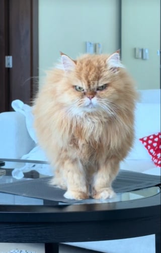 Illustration de l'article : Avec son caractère bien trempé, cette chatte n’hésite pas à imposer ses règles pour avoir sa friandise préférée (vidéo)