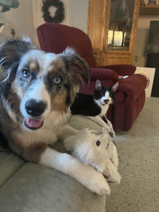 Illustration de l'article : Traumatisée par une attaque, cette chienne d’assistance se lie d’amitié avec un chat qui l’aide à surmonter son anxiété