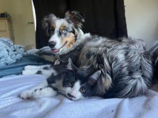 Illustration de l'article : Traumatisée par une attaque, cette chienne d’assistance se lie d’amitié avec un chat qui l’aide à surmonter son anxiété