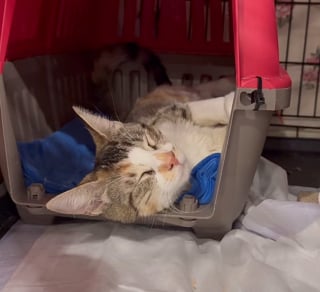 Illustration de l'article : Abandonnée dans un parc, une chatte affamée et en manque d’amour implore l’aide des passants 
