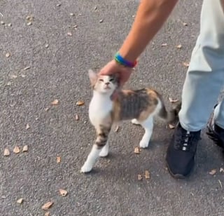 Illustration de l'article : Abandonnée dans un parc, une chatte affamée et en manque d’amour implore l’aide des passants 