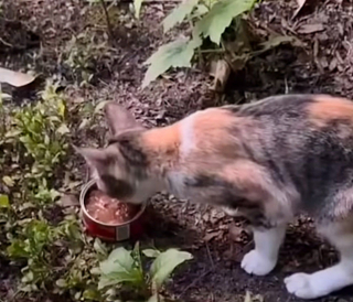 Illustration de l'article : Abandonnée dans un parc, une chatte affamée et en manque d’amour implore l’aide des passants 