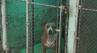 Illustration de l'article : Epuisée par 400 nuits au refuge, une chienne s'endort dans la voiture lors d'une virée avec une bénévole émue par sa réaction (vidéo)