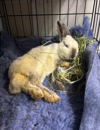 Illustration de l'article : "Il avait une très forte volonté de vivre", un lapin grièvement blessé après avoir été abandonné dans la neige renaît grâce à l’amitié d’un chat (vidéo)
