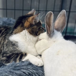 Illustration de l'article : "Il avait une très forte volonté de vivre", un lapin grièvement blessé après avoir été abandonné dans la neige renaît grâce à l’amitié d’un chat (vidéo)