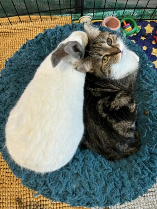 Illustration de l'article : "Il avait une très forte volonté de vivre", un lapin grièvement blessé après avoir été abandonné dans la neige renaît grâce à l’amitié d’un chat (vidéo)
