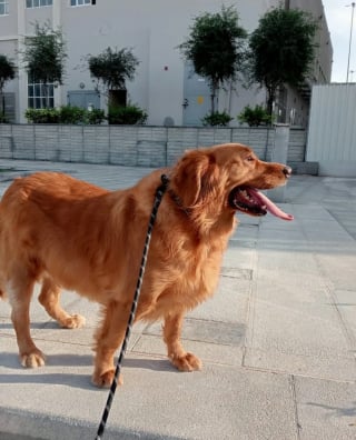 Illustration de l'article : "Choisis-en un autre et laisse-le dans la rue", un refuge lui fait une proposition indécente à propos d'un chien malade qu’elle ne peut accepter