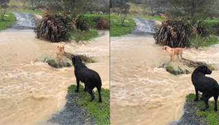 Illustration de l'article : Un chien voyant sa congénère bloquée par la crue l'encourage et se jette à l’eau pour la sauver (vidéo)