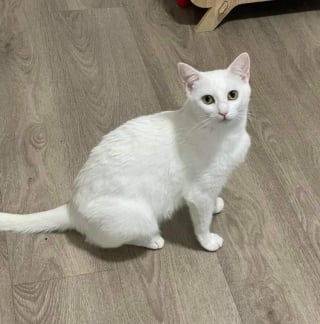 Illustration de l'article : Arrivée gestante en refuge, cette magnifique chatte blanche a eu la chance de trouver une famille d’accueil juste à temps pour mettre bas