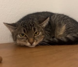 Illustration de l'article : Les miaulements incessants d’une chatte récemment arrivée en famille d'accueil sauvent son frère malade (vidéo)