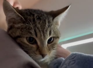 Illustration de l'article : Les miaulements incessants d’une chatte récemment arrivée en famille d'accueil sauvent son frère malade (vidéo)