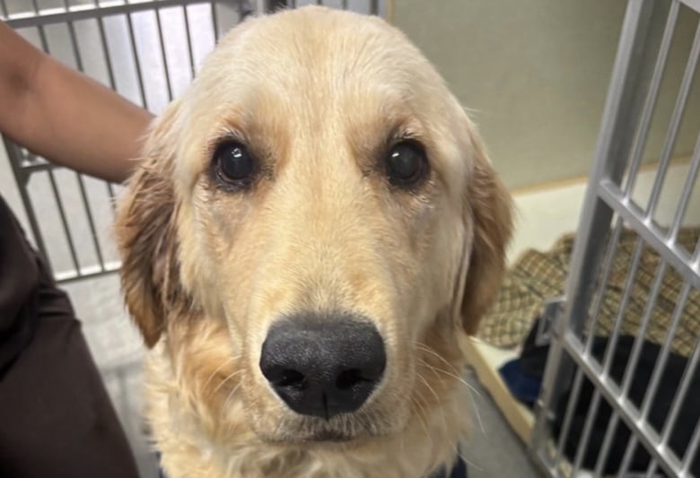 Illustration de l'article : Âgé de 6 mois, ce chiot avait été abandonné avec un harnais devenu trop petit qui lui avait causé une importante blessure