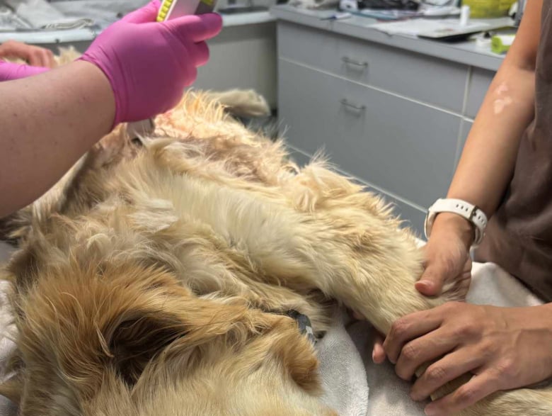 Illustration de l'article : Âgé de 6 mois, ce chiot avait été abandonné avec un harnais devenu trop petit qui lui avait causé une importante blessure