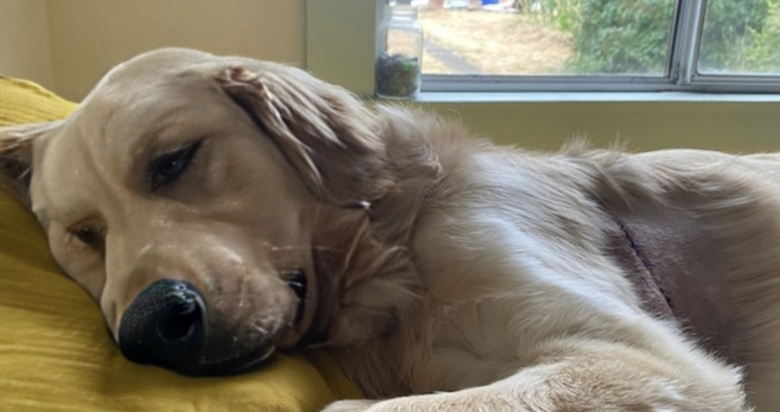 Illustration de l'article : Âgé de 6 mois, ce chiot avait été abandonné avec un harnais devenu trop petit qui lui avait causé une importante blessure