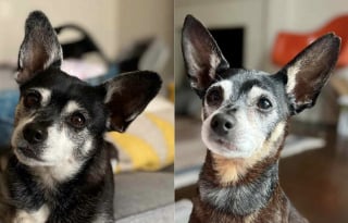 Illustration de l'article : En adoptant son nouveau chien, cette famille réalise qu’il s’agit du père biologique de son défunt compagnon (vidéo)