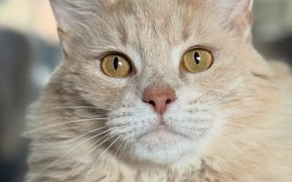 Illustration de l'article : Aperçu devant un bureau de poste, ce chat très sociable s’est ouvert les portes d’une vie plus paisible 