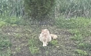 Illustration de l'article : Aperçu devant un bureau de poste, ce chat très sociable s’est ouvert les portes d’une vie plus paisible 