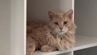 Illustration de l'article : Aperçu devant un bureau de poste, ce chat très sociable s’est ouvert les portes d’une vie plus paisible 