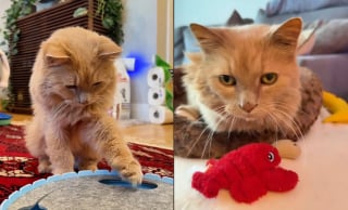 Illustration de l'article : À 12 ans, ce chat presque aveugle et sourd prouve qu’il n’est jamais trop tard pour s’amuser (vidéo)