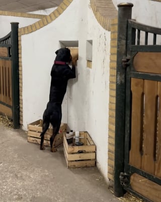Illustration de l'article : Elle rencontre le poulain de sa meilleure amie jument, cette chienne ne peut s’empêcher de l’admirer (vidéo)
