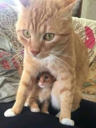 Illustration de l'article : 18 photos de chats qui ne vous laisseront pas insensible
