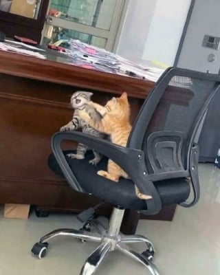 Illustration de l'article : 18 photos de chats qui ne vous laisseront pas insensible