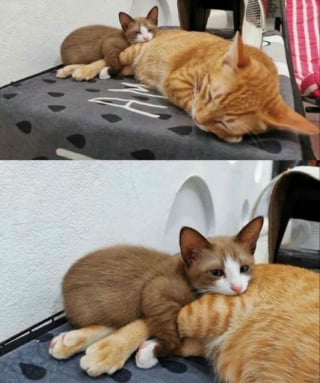 Illustration de l'article : 18 photos de chats qui ne vous laisseront pas insensible