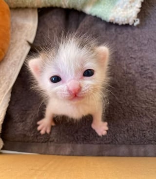 Illustration de l'article : 18 photos de chats qui ne vous laisseront pas insensible
