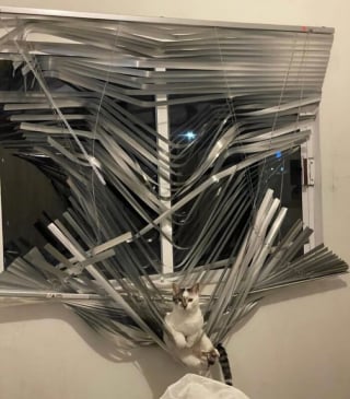 Illustration de l'article : 18 photos de chats qui ne vous laisseront pas insensible