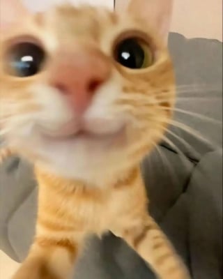 Illustration de l'article : 18 photos de chats qui ne vous laisseront pas insensible