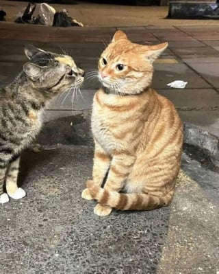 Illustration de l'article : 18 photos de chats qui ne vous laisseront pas insensible