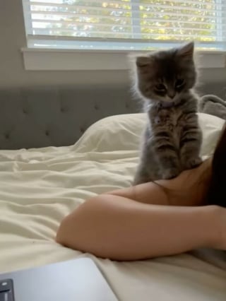 Illustration de l'article : 18 photos de chats qui ne vous laisseront pas insensible