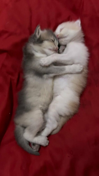 Illustration de l'article : 18 photos de chats qui ne vous laisseront pas insensible