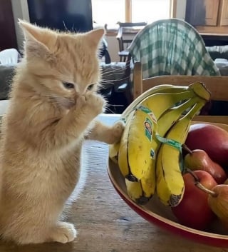 Illustration de l'article : 18 photos de chats qui ne vous laisseront pas insensible