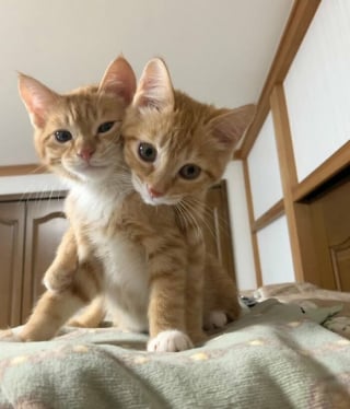 Illustration de l'article : 18 photos de chats qui ne vous laisseront pas insensible