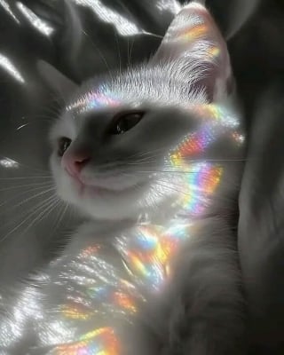 Illustration de l'article : 18 photos de chats qui ne vous laisseront pas insensible