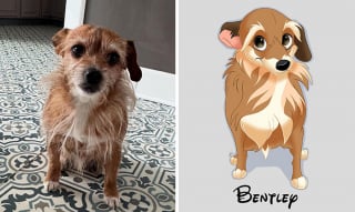 Illustration de l'article : 12 œuvres artistiques transformant littéralement des chiens et des chats en portraits animés