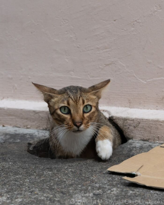 Illustration de l'article : 18 photos capturant un instant dans la vie des chats des rues du Japon