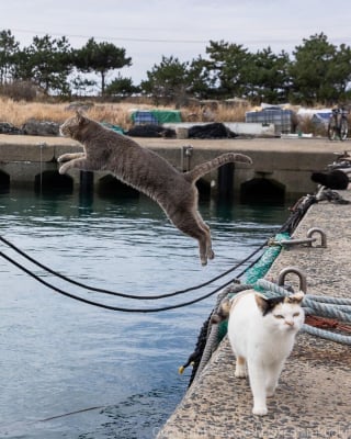 Illustration de l'article : 18 photos capturant un instant dans la vie des chats des rues du Japon