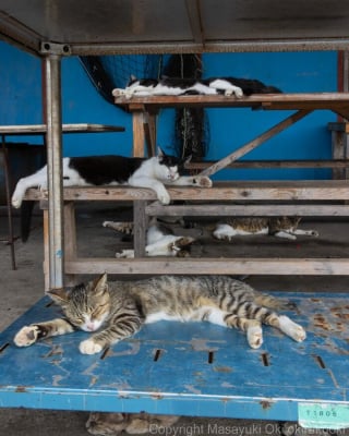Illustration de l'article : 18 photos capturant un instant dans la vie des chats des rues du Japon