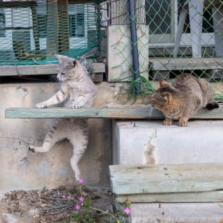 Illustration de l'article : 18 photos capturant un instant dans la vie des chats des rues du Japon