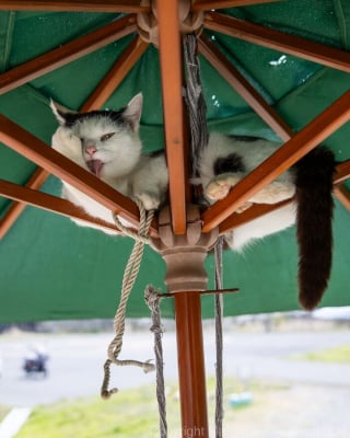 Illustration de l'article : 18 photos capturant un instant dans la vie des chats des rues du Japon