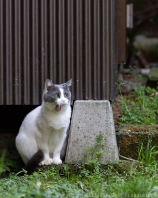 Illustration de l'article : 18 photos capturant un instant dans la vie des chats des rues du Japon