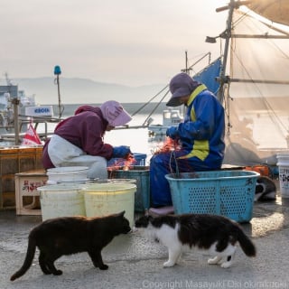 Illustration de l'article : 18 photos capturant un instant dans la vie des chats des rues du Japon