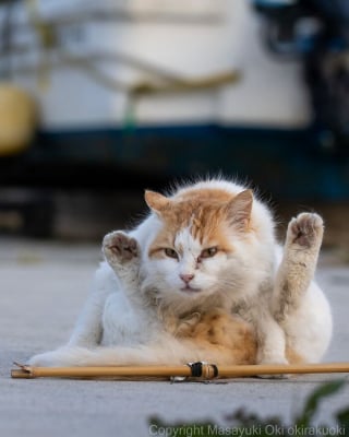Illustration de l'article : 18 photos capturant un instant dans la vie des chats des rues du Japon