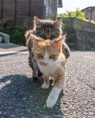 Illustration de l'article : 18 photos capturant un instant dans la vie des chats des rues du Japon
