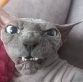 Illustration de l'article : 10 chats qui n’ignorent rien de l’art des selfies