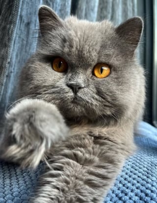 Illustration de l'article : 10 chats qui n’ignorent rien de l’art des selfies