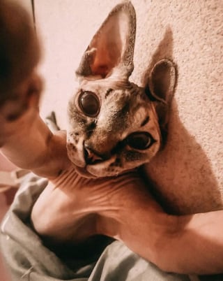 Illustration de l'article : 10 chats qui n’ignorent rien de l’art des selfies